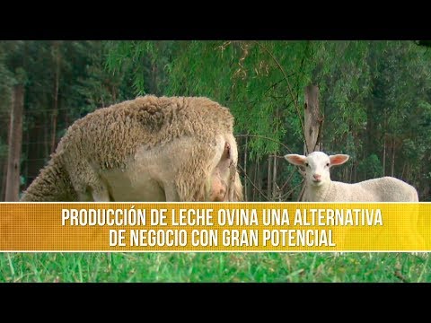 , title : 'Produccion de Leche Ovina - TvAgro por Juan Gonzalo Angel Restrepo'