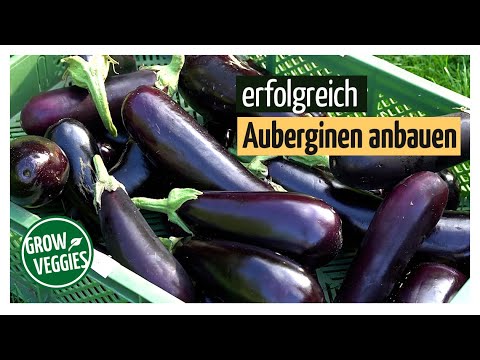 , title : 'Auberginen erfolgreich anbauen | Gemüseanbau im Garten'