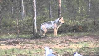 preview picture of video 'Wolves, Boreal Centre'