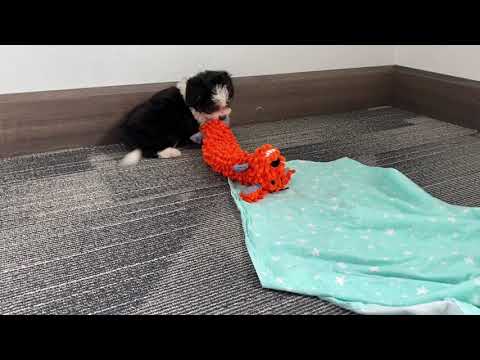 Meet Nox: Our Sweet Aussiechon Puppy