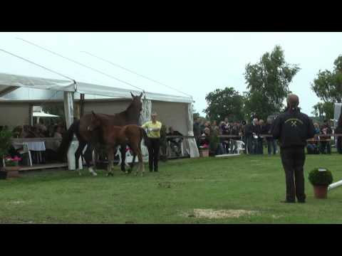 Sudweyher Fohlenschau 2013 - Kat.-Nr. 11