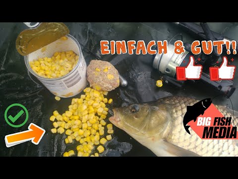Einfach auf Brassen und Karpfen: Grundangeln mit Mais