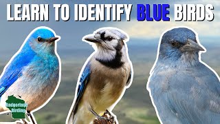 Learn to Identify 25 Birds that are BLUE!