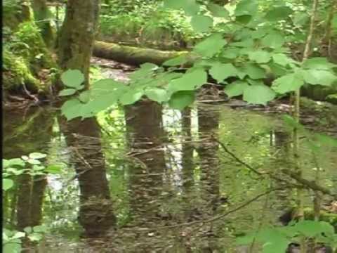 OBERTRAUN  -  KOPPENWINKEL  8.JUNI 2009.mpg