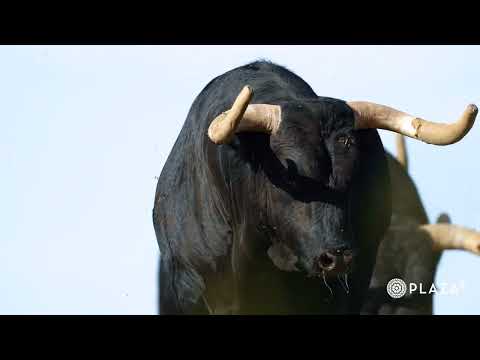 Los toros de Araúz de Robles para la corrida de toros del 28 de abril