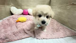 ハーフ犬の動画01