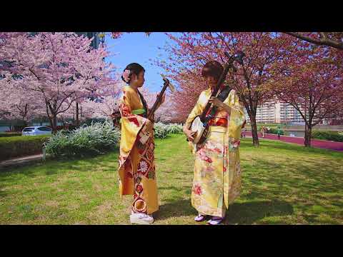 Shamisen Under The Cherry Blossoms 2018