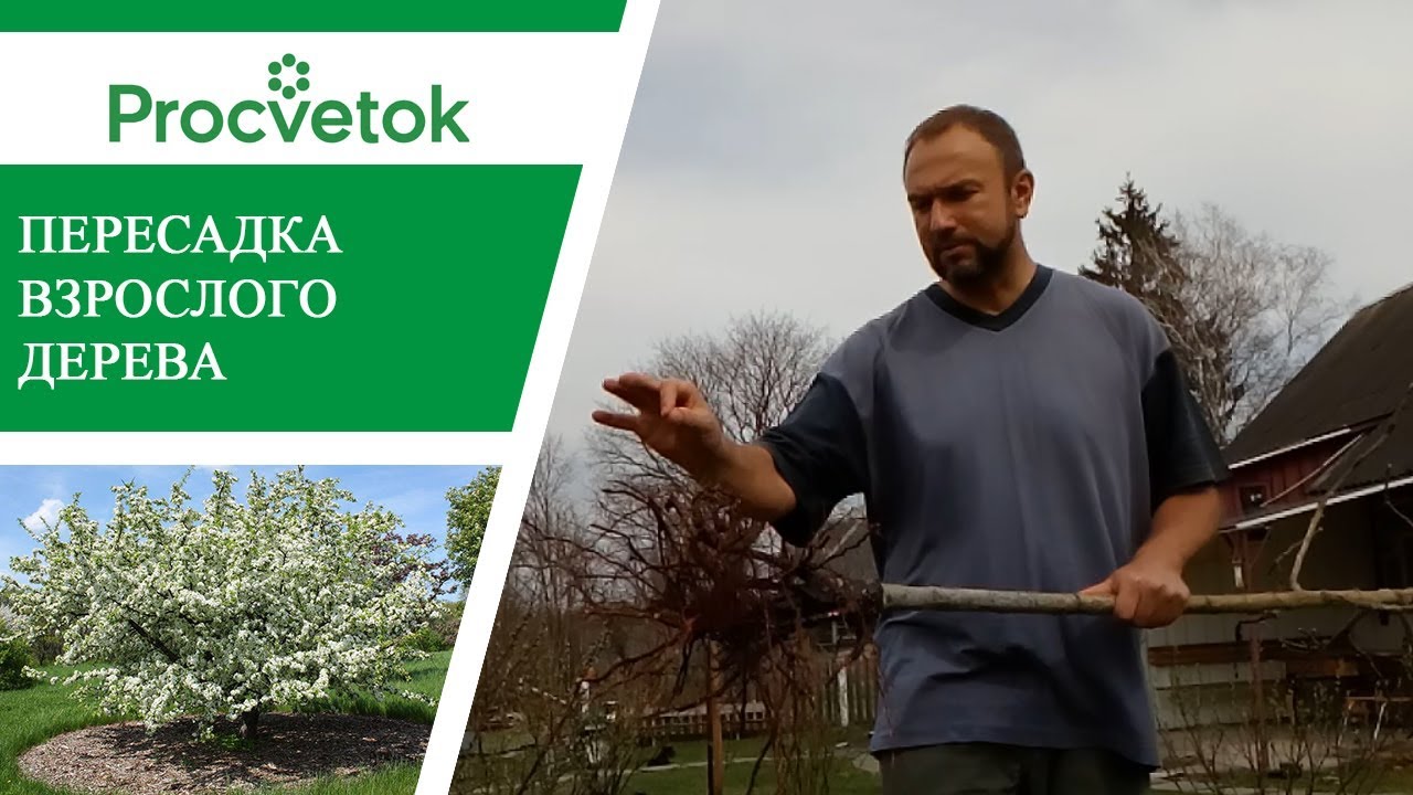 Пересадка яблони. Как правильно пересадить плодовые деревья Пересадка яблони. Как правильно пересадить плодовые деревья
