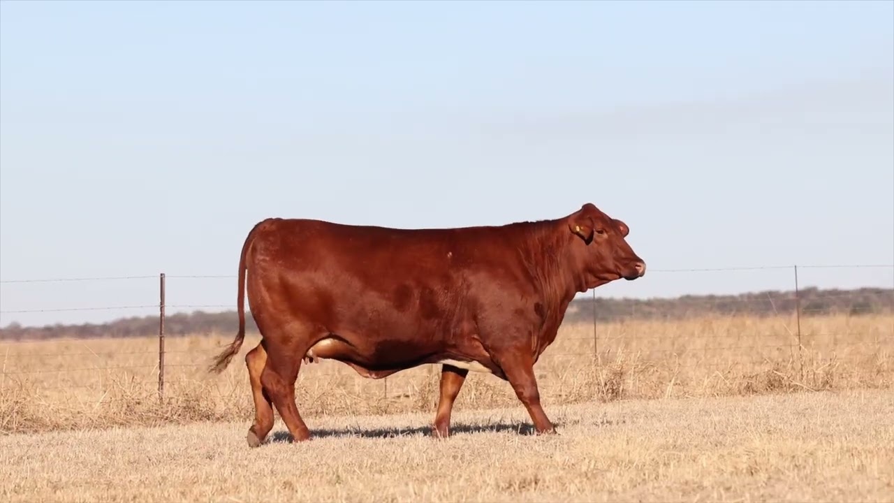 Lot 12 | HS23-699 | Bespreking