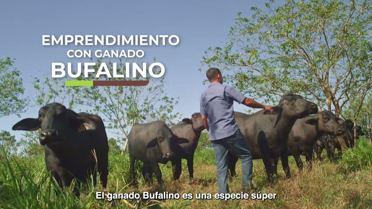 Producción bufalina para regenerar la tierra  - Proyecto Gente