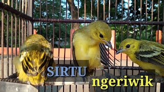 Download lagu Anakan sirtu belajar bunyi /ngeriwik mp3 Download lagu Anakan sirtu belajar bunyi /ngeriwik mp3
