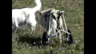 preview picture of video 'K-9 Cart Dog Wheelchair Videos'