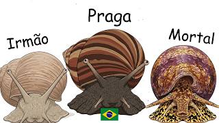 Cada Caramujo e Lesma Perigosa do Brasil explicados em 7 minutos