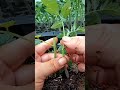 Tomato Grafting Techniques Satisfying Shortsvideo