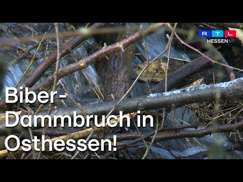 Unbekannte Personen zerstören Biberdämme in Osthessen