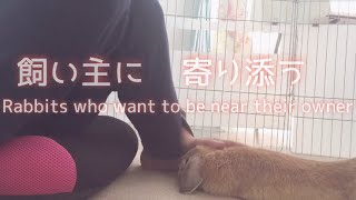 飼い主がくつろぐと甘えてくる！寂しがりやなうさぎ【Sweet bunny】