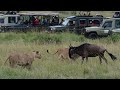 Lionesses Attack A Young Wildebeest Separate From Herd And Bring It Down Video