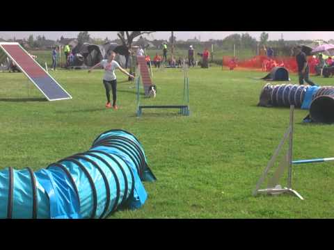Dog agility at Monor