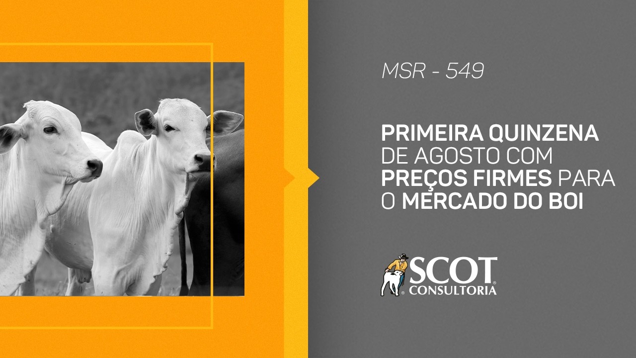 Mercado Sem Rodeios - Episódio 549 - Primeira quinzena de agosto com preços firmes para o boi