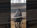 Donkey Sex Youtubeshort Thar Youtube