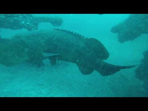 Goliath Barge 7-2017