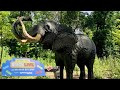 Join Us As We Take A Walk Through Bricklive At The Detroit Zoo