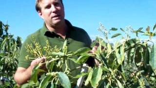 Avocado A and B trees.mov