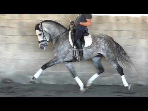 Andalusian PRE Stallion 2017 - 1,67 cm (#MP754)