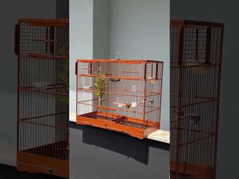 BIGODINHO do Criatorio Lima direto de Surubim - PE