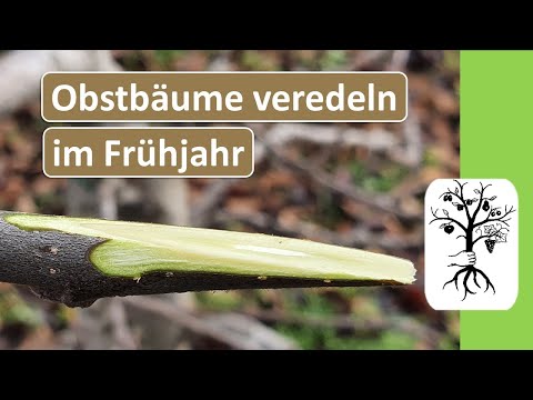 , title : 'Obstbäume veredeln einfach erklärt - Rindenpfropfen und Geißfußveredelung - Veredelungstechnik'
