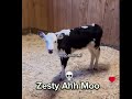 Zesty Ahh Moo