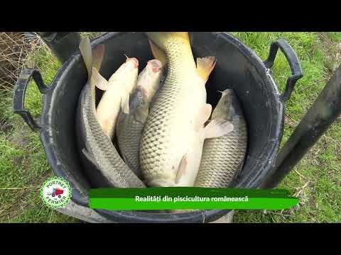 Portrait of a farmer - Alexander Kostov, Giurgiu 26 10 2025