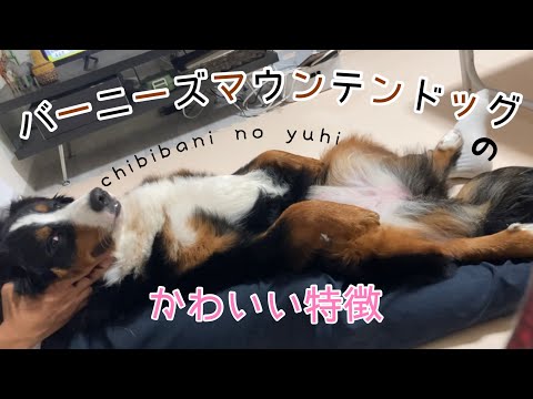 バーニーズ・マウンテン・ドッグ – 大きなサイズのかわいい犬が大好き