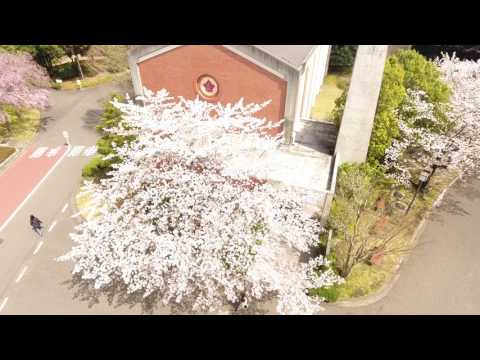 大学紹介MOVIE（2017年・春　桜満開～チャペル前）