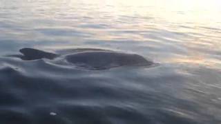 preview picture of video 'Daufuskie Island sunrise dolphin watching'