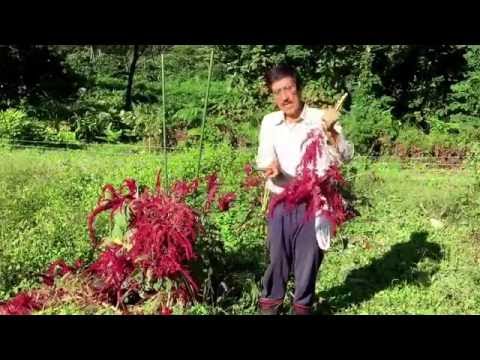 球状アマランサス 植物