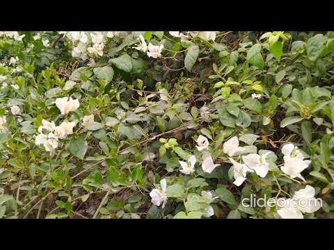 Please read the description 😂💙