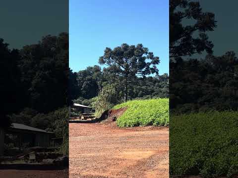Quadro Vivo Araucária e Pássaro - Bom Sucesso do Sul, Paraná, Brasil