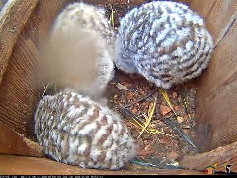 Owlets Compete For Snake Delivered To Nest Box – May 1, 2018