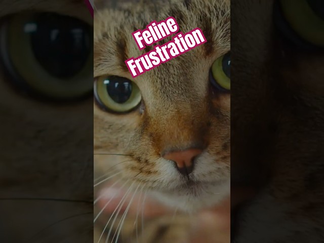 Vídeo relacionado con Letters to the Human Race... from the cat: Feline frustrations about inferior species
