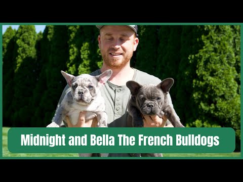 Midnight and Bella The French Bulldogs