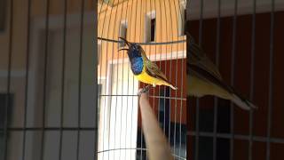 Download lagu suara pancingan burung sogon gacor mp3 Download lagu suara pancingan burung sogon gacor mp3