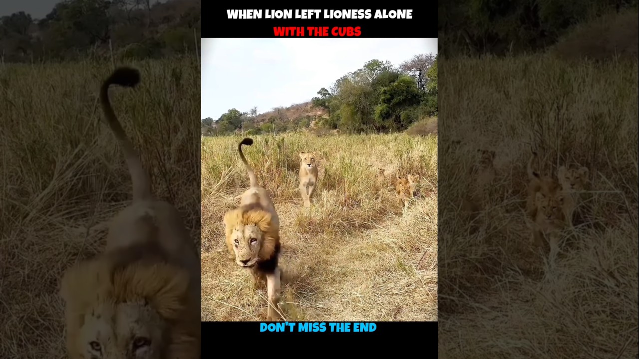 When Lion Left Lioness #viralshorts #viralytshorts #shorts #animalshorts #ytshorts #wildlife #animal