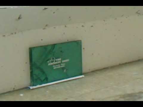 Wasp Archery Broad Head Vs. Bullet Proof Glass