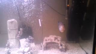 Africky cichlid tropicka ryba agresse Africky cichlid tropicka ryba agresse