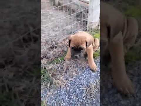 Orange collar 8 weeks old today