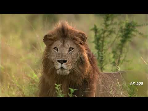 Cheetah Pan Part 31: Back in the Nursery