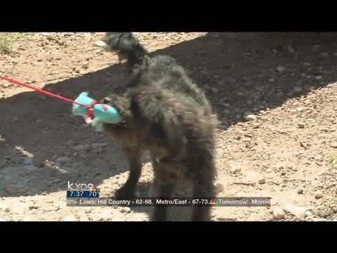 My Pet: Dog Chew Habits