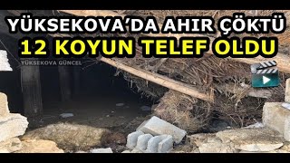 Yüksekova’da Ahır Çöktü: 12 Koyun Telef Oldu