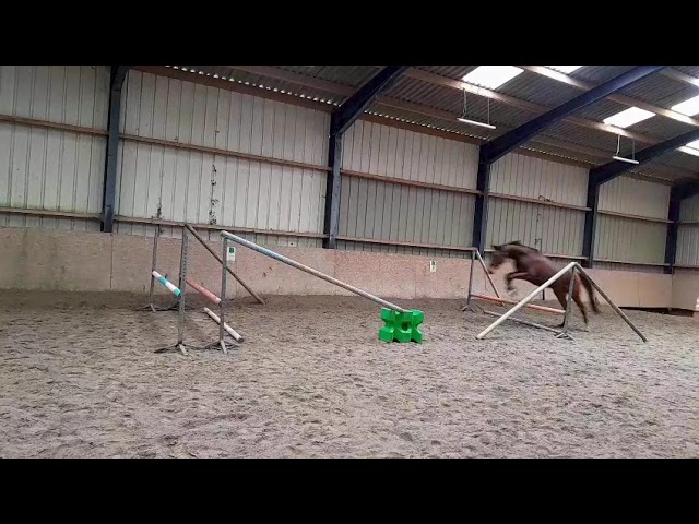 Hongre SFO bai fonc&eacute;, Elf d&rsquo;or x Jenny de la Cense